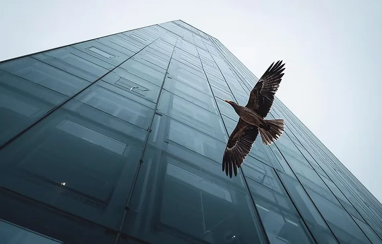 Vogelschutzglas — DDA-konforme Markierungen